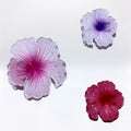 Pince À Fleurs x3